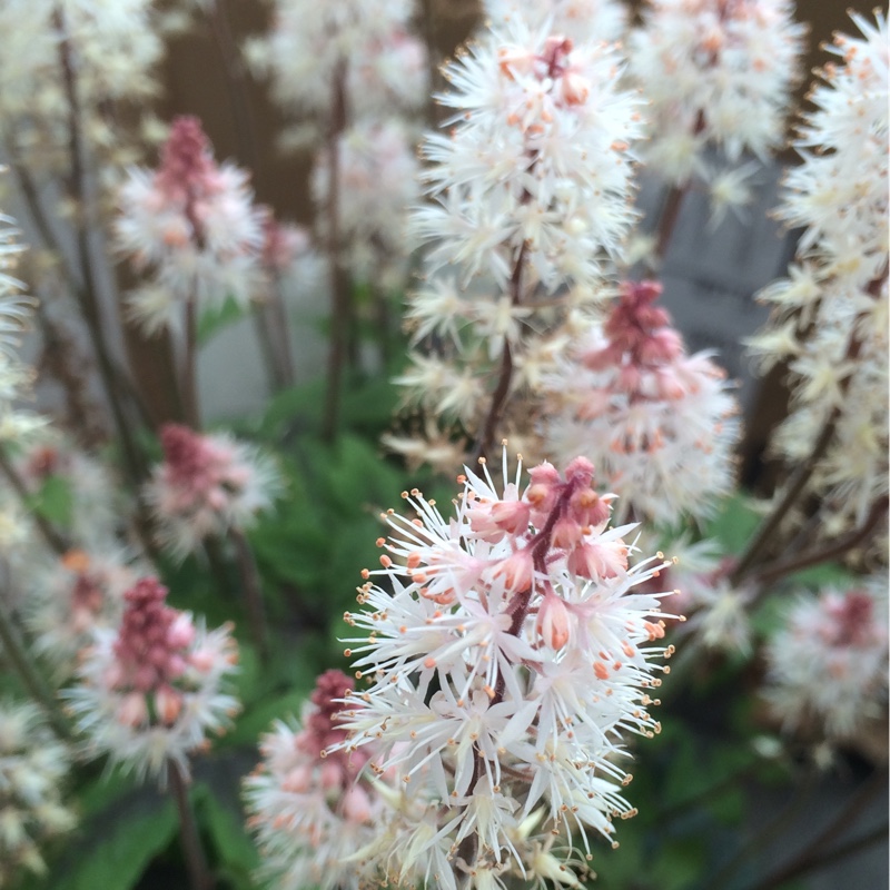 Foamflower Spring Symphony in the GardenTags plant encyclopedia