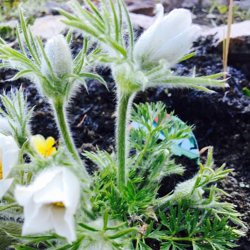 Pasqueflower Alba in the GardenTags plant encyclopedia