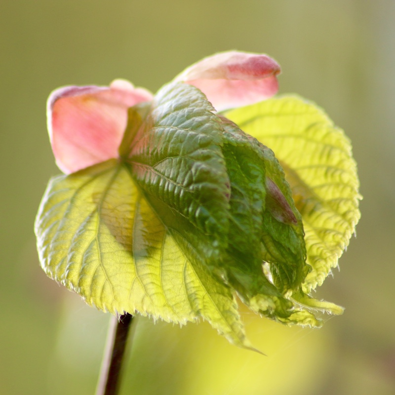 Common Lime in the GardenTags plant encyclopedia