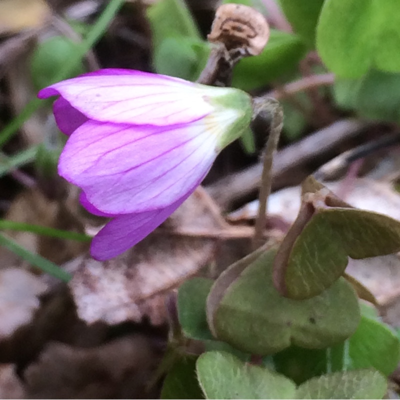 Pink Wood Sorrel in the GardenTags plant encyclopedia