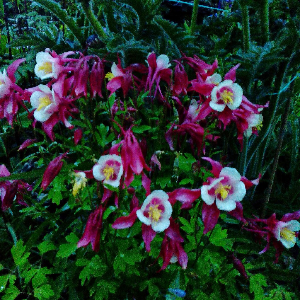 Columbine Red Hobbit in the GardenTags plant encyclopedia