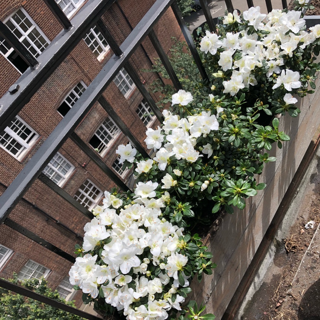 Dwarf Rhododendron Snow Lady in the GardenTags plant encyclopedia