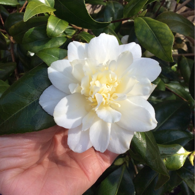 Camellia Silver Anniversary in the GardenTags plant encyclopedia