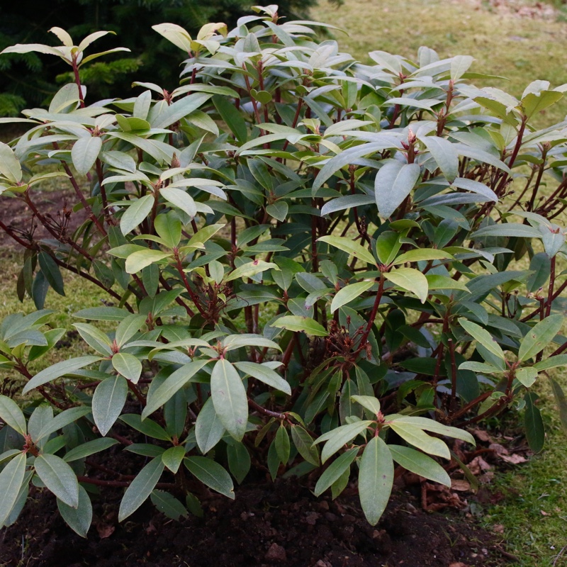 Rhododendron Edith Bosley in the GardenTags plant encyclopedia