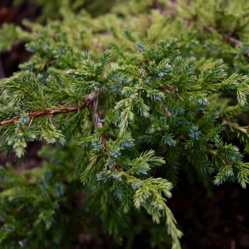 Juniperus squamata 'Holger', Flaky Juniper 'Holger' in GardenTags plant ...