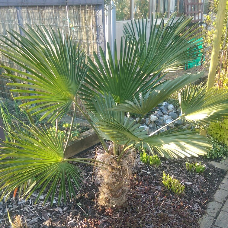 Miniature Chusan Palm tree in the GardenTags plant encyclopedia