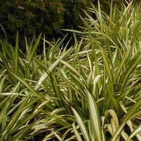 Flax Lily Yellow Wave in the GardenTags plant encyclopedia