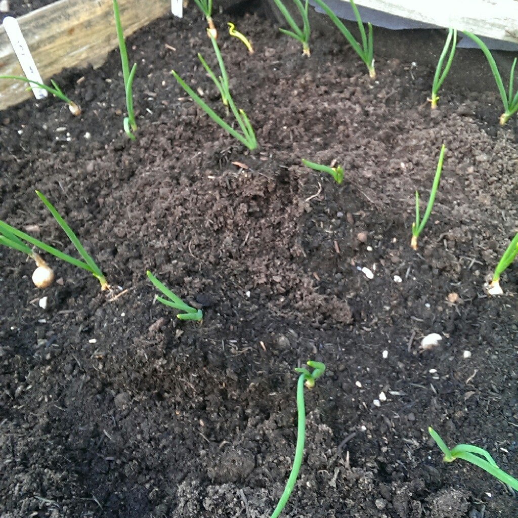 Onion Radar in the GardenTags plant encyclopedia