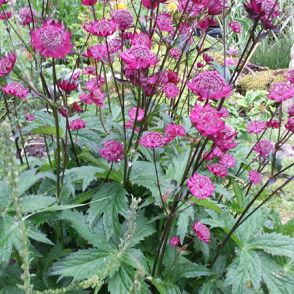 Masterwort Gill Richardson Group in the GardenTags plant encyclopedia