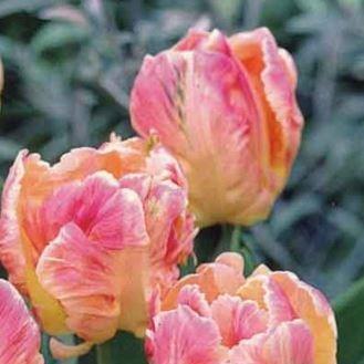 Tulip Libretto Parrot (Parrot) in the GardenTags plant encyclopedia