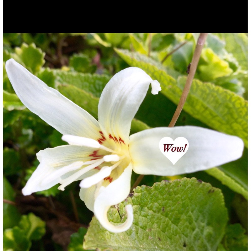 Fawn Lily in the GardenTags plant encyclopedia