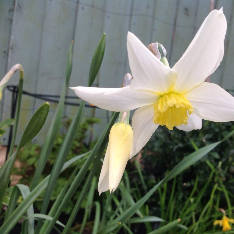 Daffodil (Species) Italicus Daffodil in the GardenTags plant encyclopedia