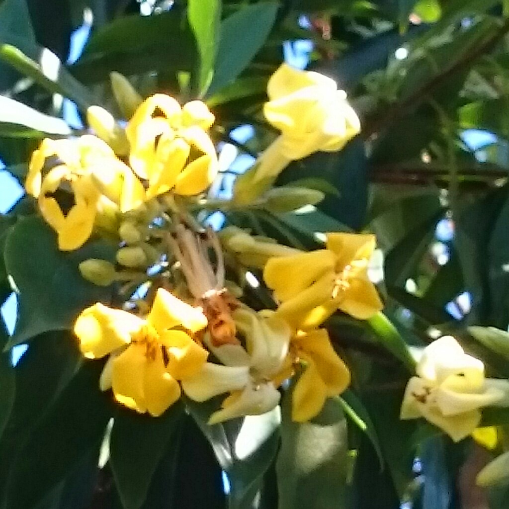 Native Frangipani in the GardenTags plant encyclopedia