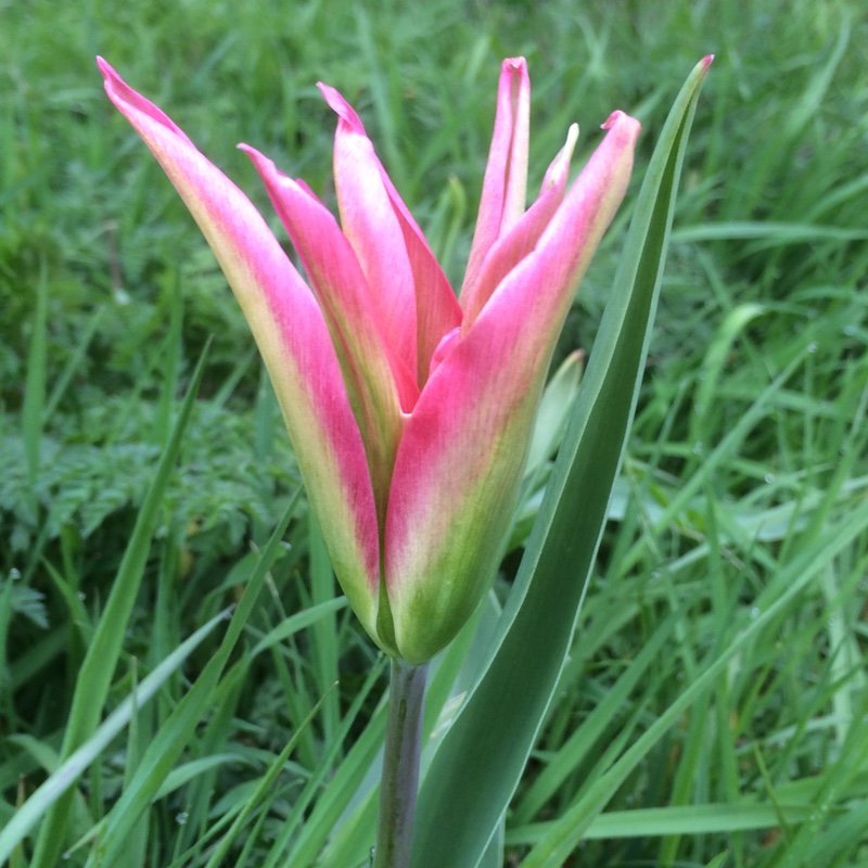 Tulip Madeleine (Lily-flowered) in the GardenTags plant encyclopedia