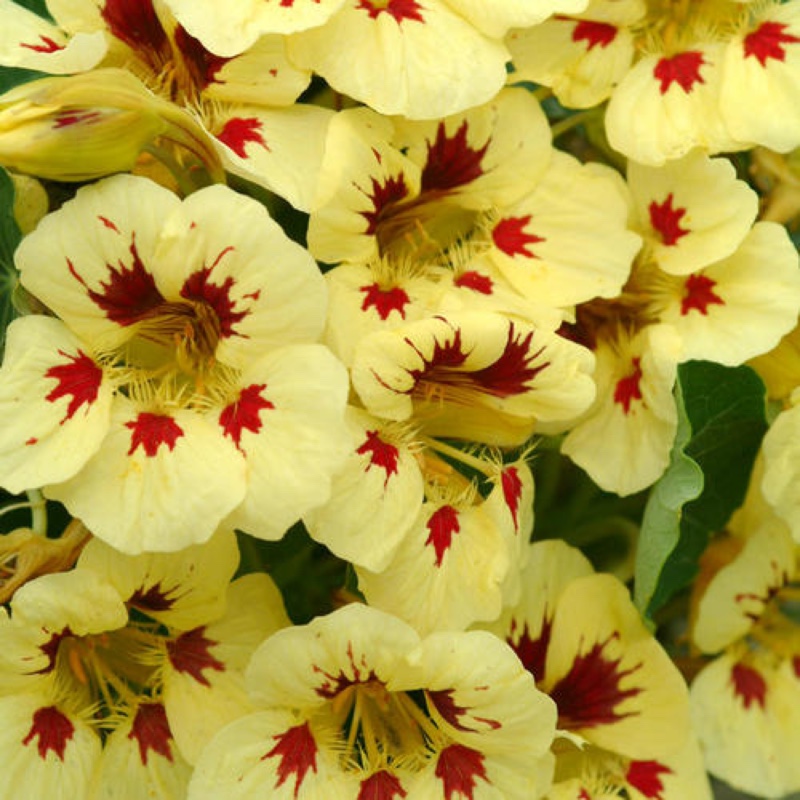 Nasturtium Ladybird Cream Purple Spot in the GardenTags plant encyclopedia