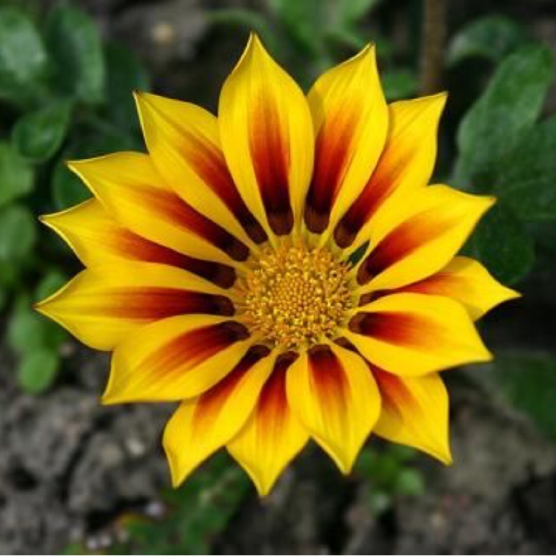 Treasure Flower Daybreak Red Striped in the GardenTags plant encyclopedia