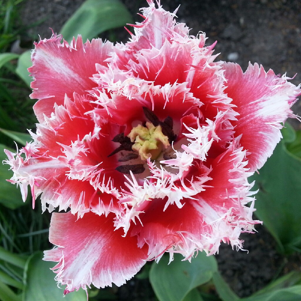 Tulip Brest (Fringed) in the GardenTags plant encyclopedia