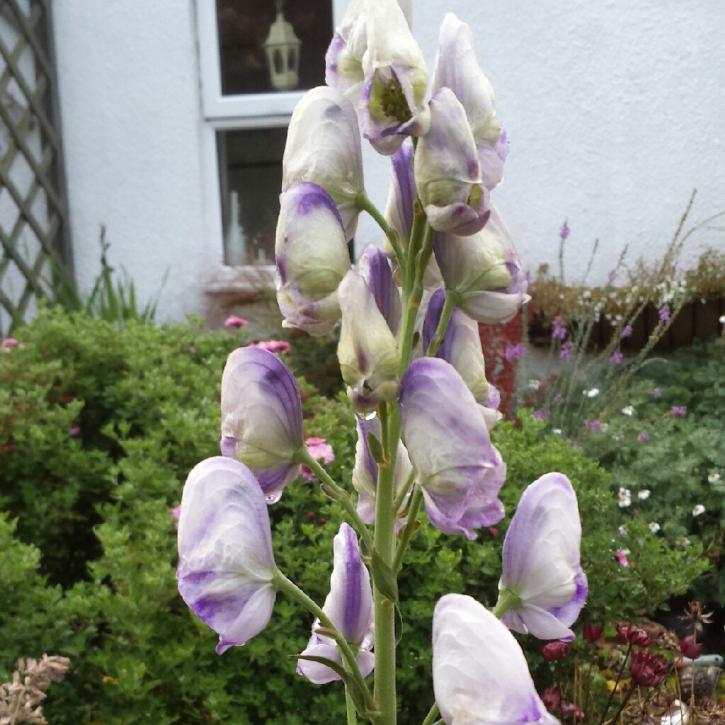 Monkshood Cloudy in the GardenTags plant encyclopedia