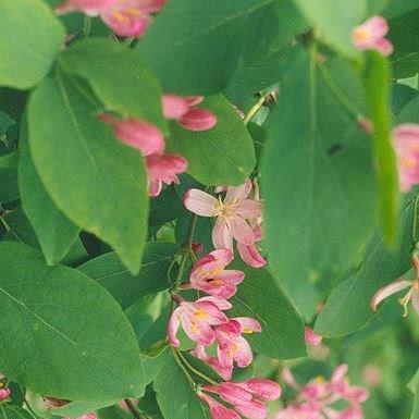 Tatarian Honeysuckle in the GardenTags plant encyclopedia