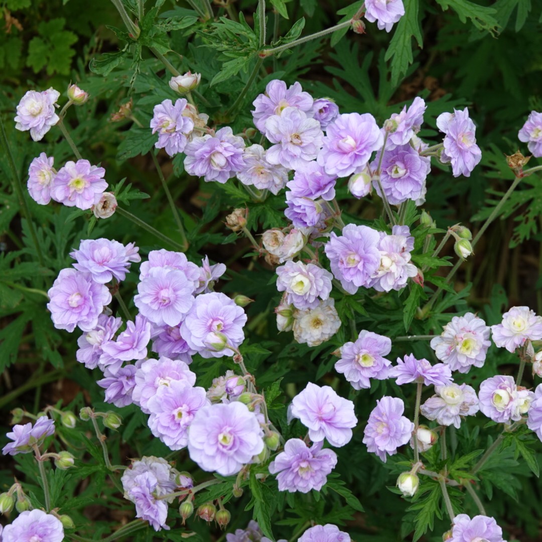 Geranium Summer Skies in the GardenTags plant encyclopedia