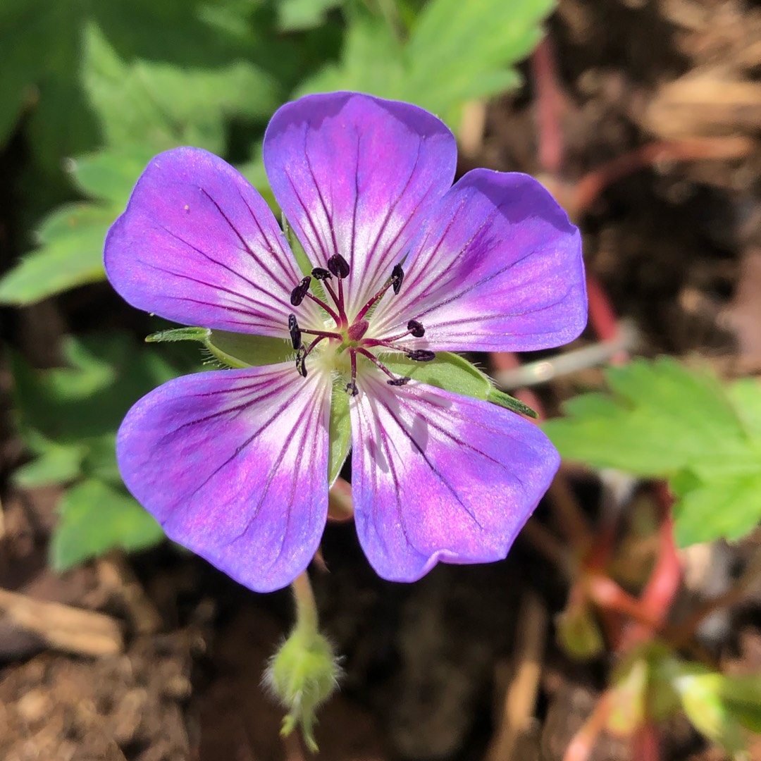 Cranesbill Sweet Heidy in the GardenTags plant encyclopedia