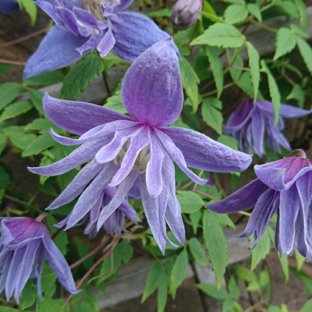 Clematis Blue Dancer in the GardenTags plant encyclopedia