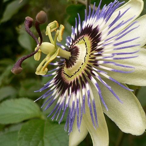 Passion Flower in the GardenTags plant encyclopedia