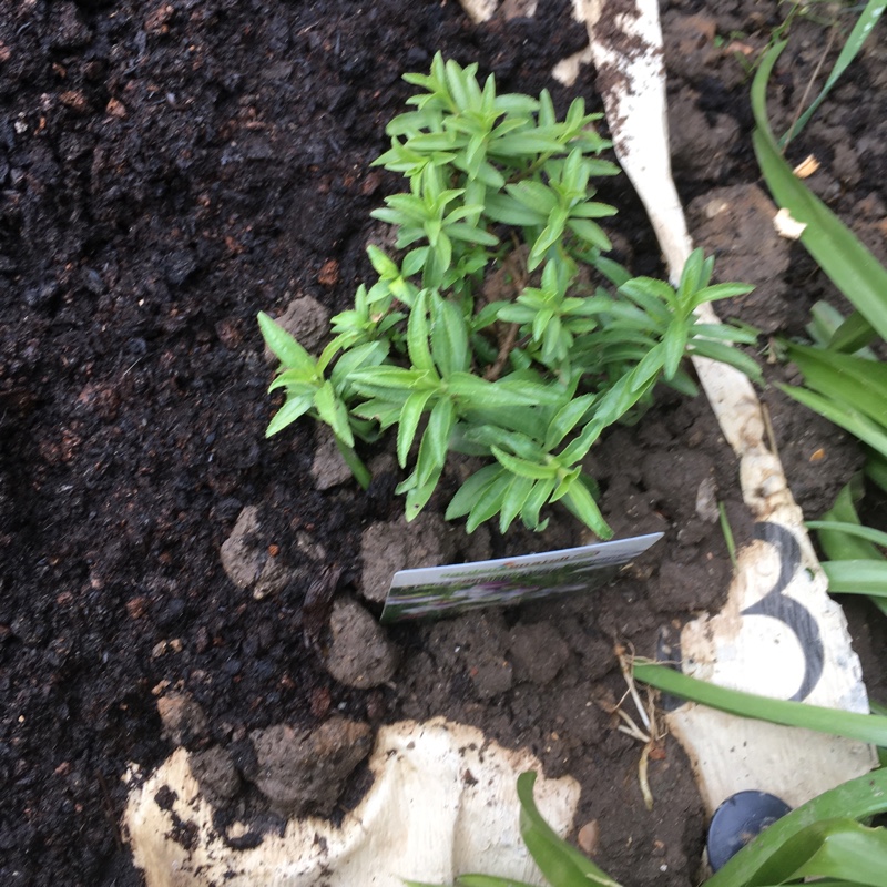 Beardtongue Lilac Frost in the GardenTags plant encyclopedia