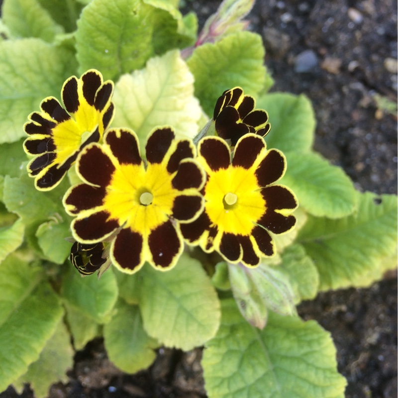 Primula Gold-laced Group in the GardenTags plant encyclopedia