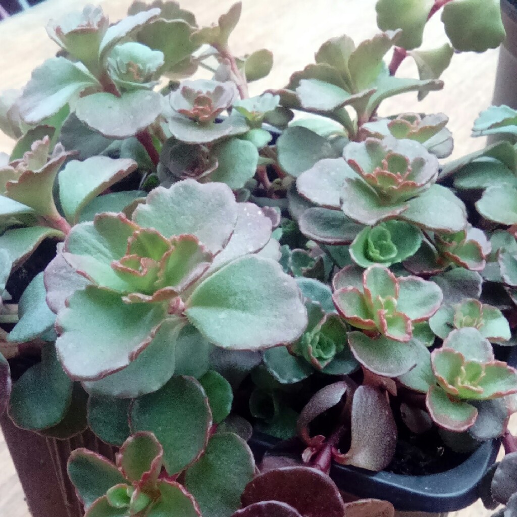 Stonecrop Coccineum in the GardenTags plant encyclopedia