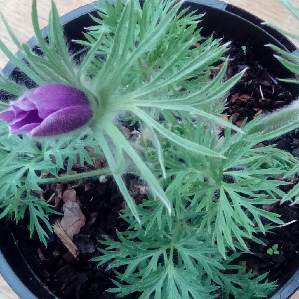 Pasqueflower Blue Bell in the GardenTags plant encyclopedia