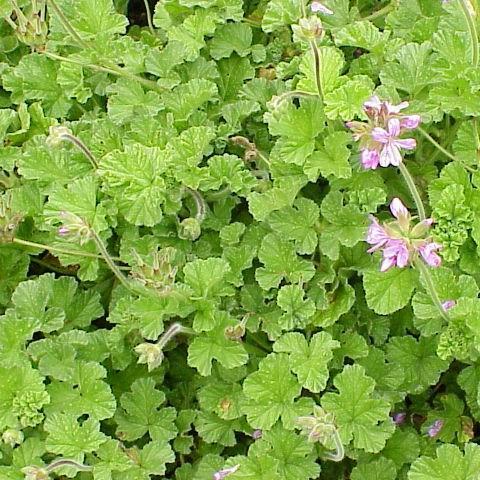 Pelargonium (Species) Rose-scented Pelargonium in the GardenTags plant encyclopedia