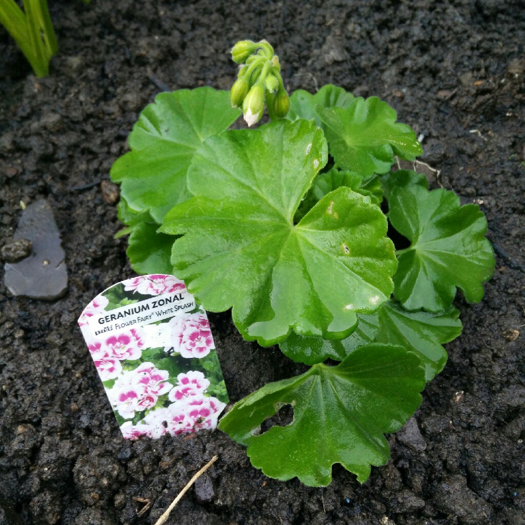 Pelargonium Flower Fairy White Splash (Zonal) in the GardenTags plant encyclopedia