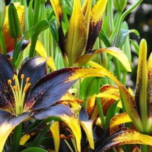 Lily Lionheart (Asiatic) in the GardenTags plant encyclopedia