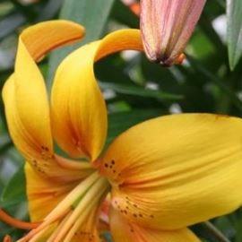 Lily Chocolate Canary (Asiatic) in the GardenTags plant encyclopedia