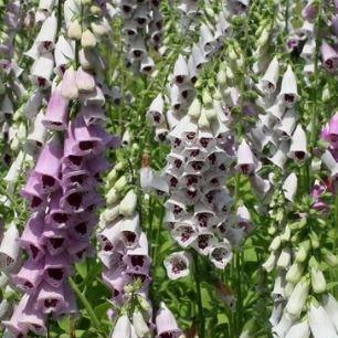 Foxglove Pams Choice in the GardenTags plant encyclopedia