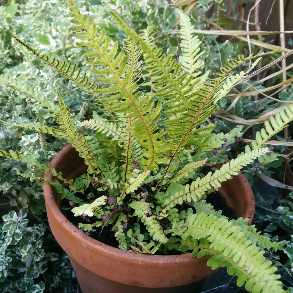 Prickly raspberry fern in the GardenTags plant encyclopedia