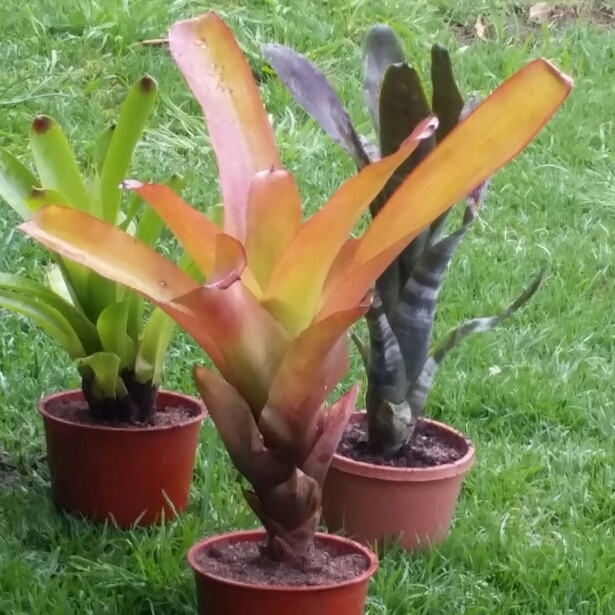 Bromeliad blanchetiana in the GardenTags plant encyclopedia