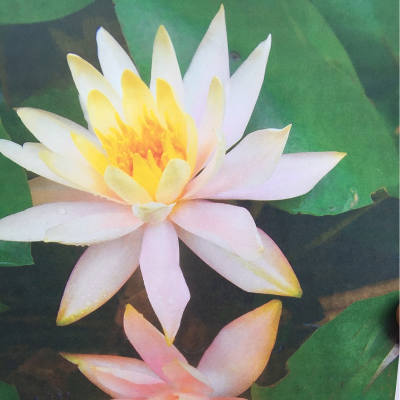 Water Lily Colorado in the GardenTags plant encyclopedia