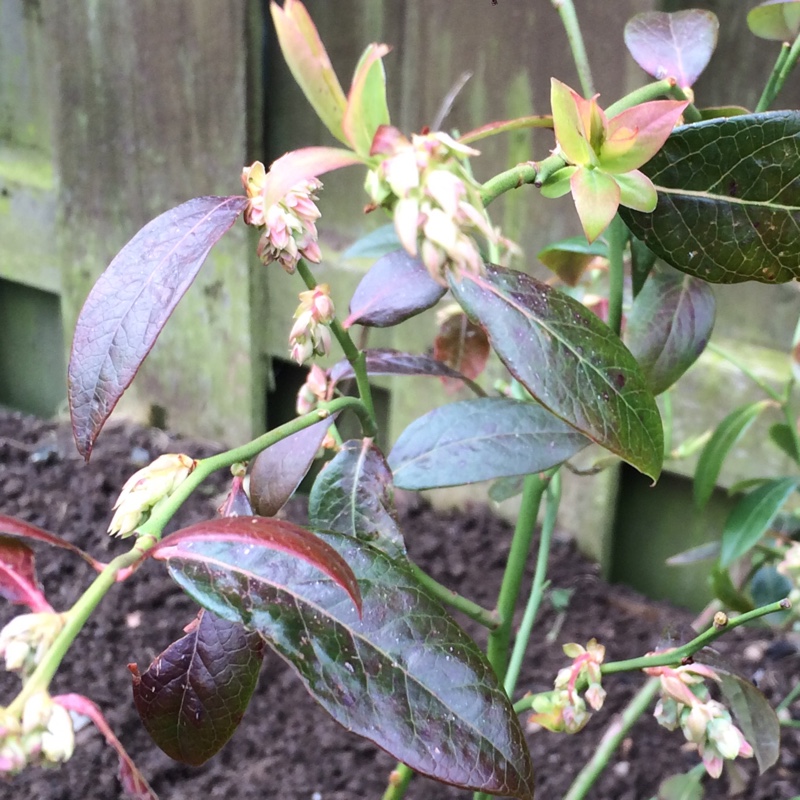 Blueberry Ozarkblue in the GardenTags plant encyclopedia