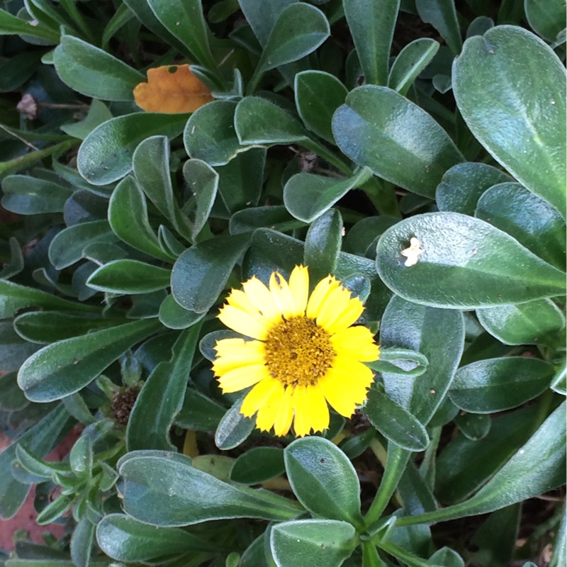 Mediterranean Beach Daisy in the GardenTags plant encyclopedia