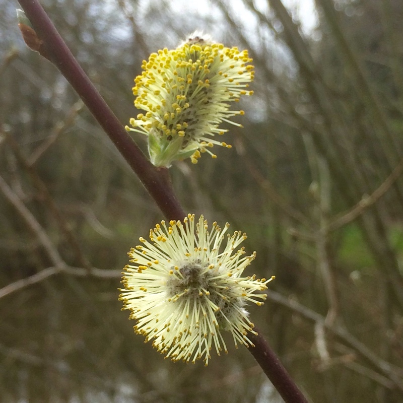 Grey Willow in the GardenTags plant encyclopedia