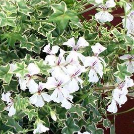 Pelargonium Lelegante (Ivy Leaved Variegated) in the GardenTags plant encyclopedia