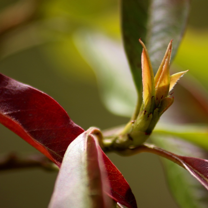 Chinese Photinia in the GardenTags plant encyclopedia