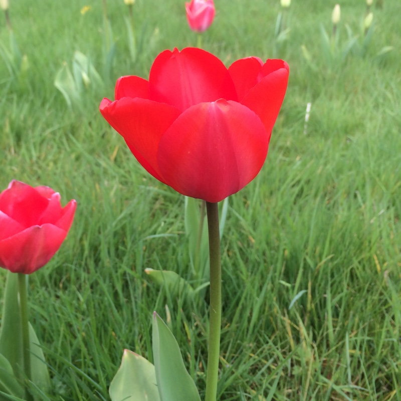 Tulip Apeldoorn (Darwin Hybrid) in the GardenTags plant encyclopedia