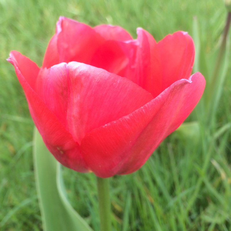 Tulip Van Eijk (Darwin Hybrid) in the GardenTags plant encyclopedia