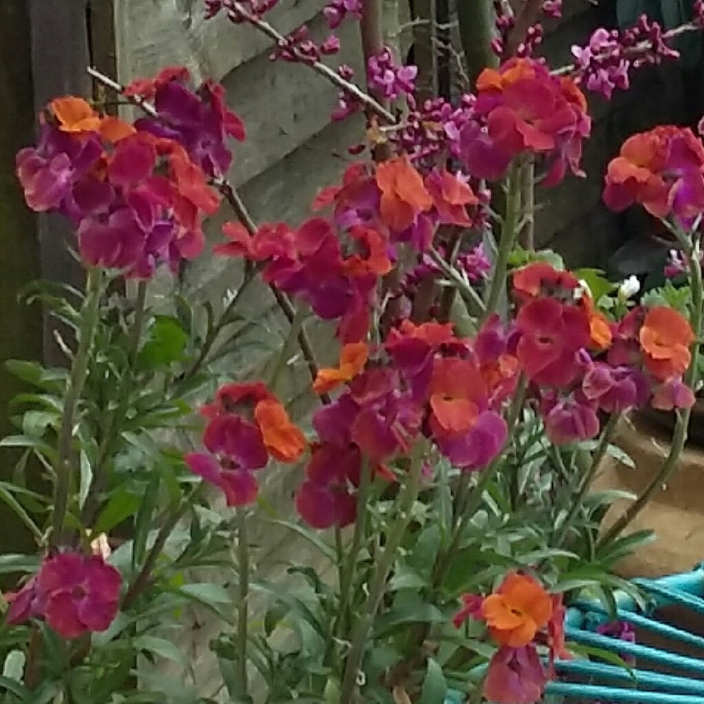 Wallflower Winter Sorbet in the GardenTags plant encyclopedia