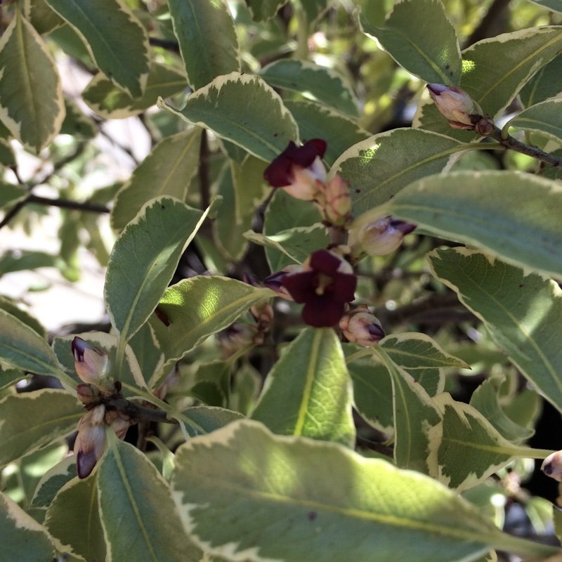 New Zealand Pittosporum Silver Queen in the GardenTags plant encyclopedia