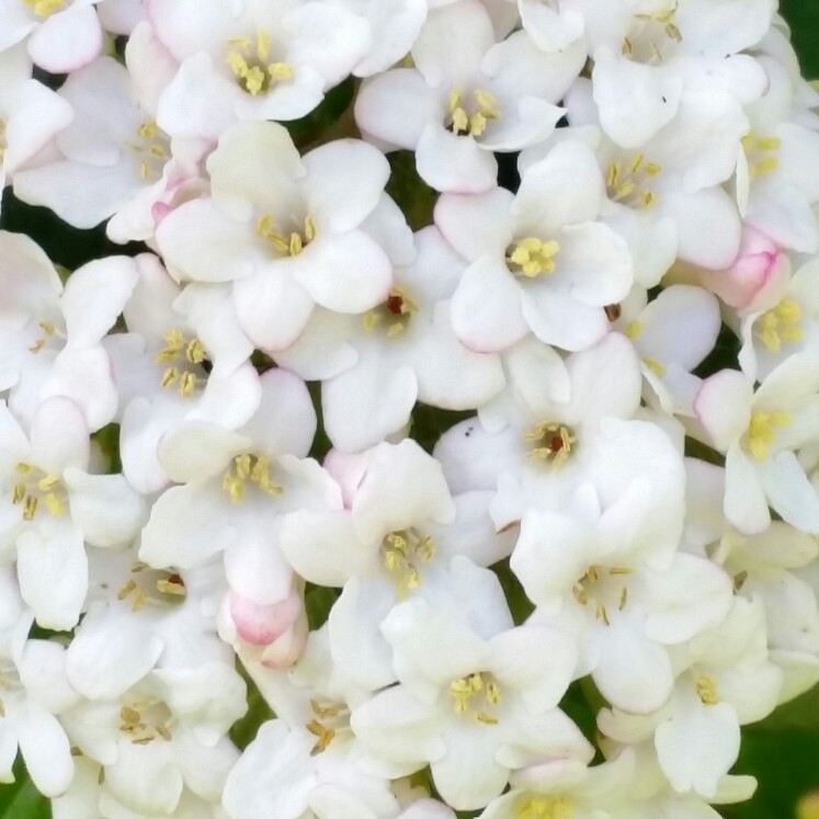 Burkwood Viburnum in the GardenTags plant encyclopedia