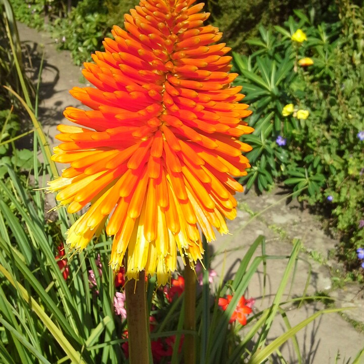 Red Hot Poker (Species) Roopers Red Hot Poker in the GardenTags plant encyclopedia